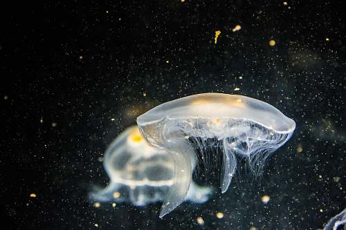 sea life focused photography of white jellyfish jellyfish